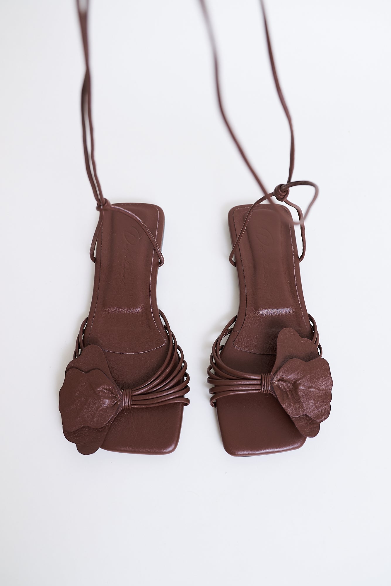 Lirio plana, chocolate