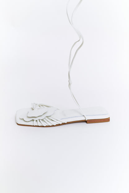 Lirio plana, crema