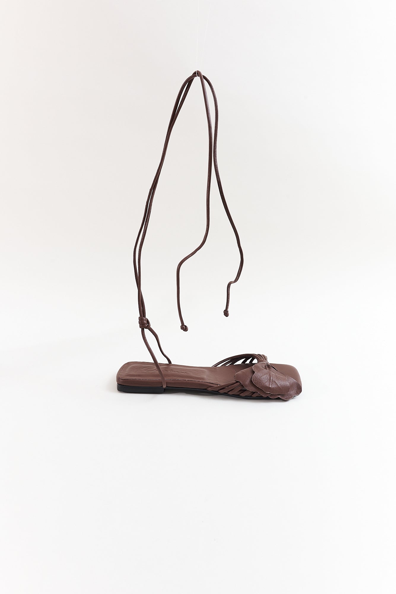 Lirio plana, chocolate