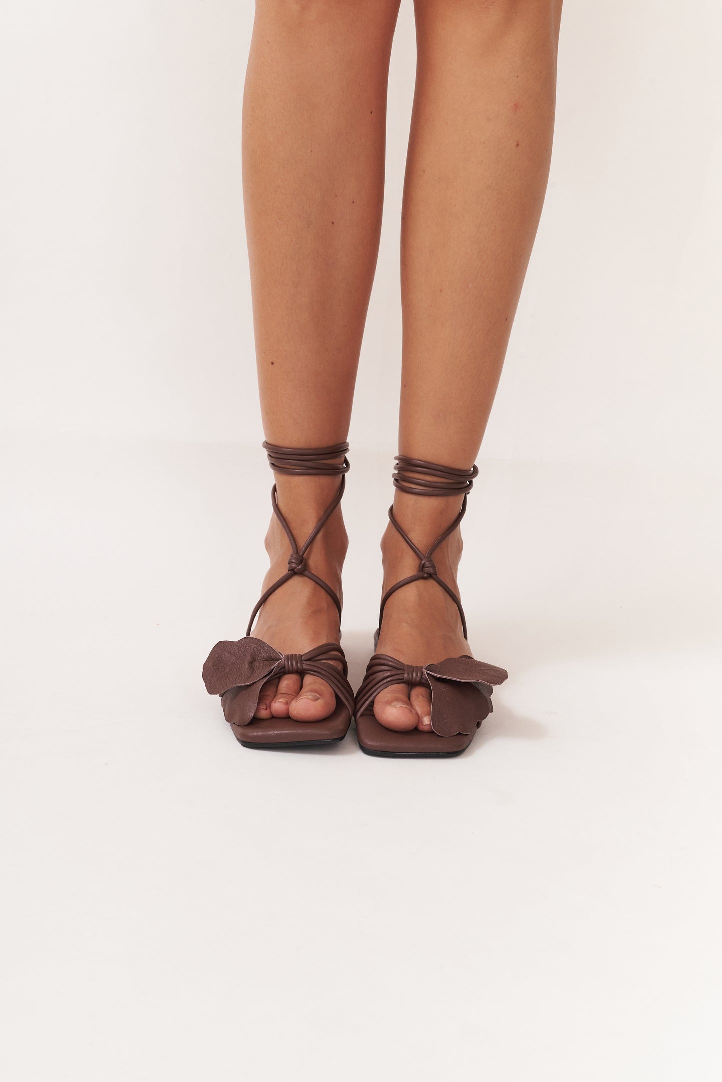 Lirio plana, chocolate